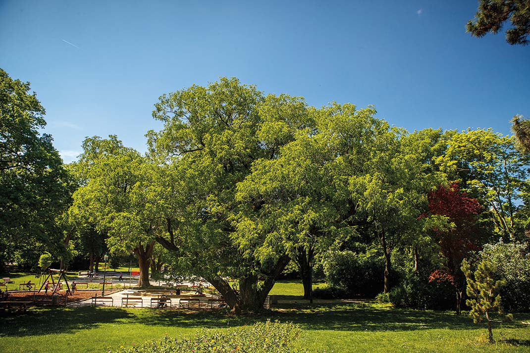 in der Mitte des Fotos befindet sich ein großer Baum der viel Schatten spendet. Im linken Eck ist ein Spielplatz.