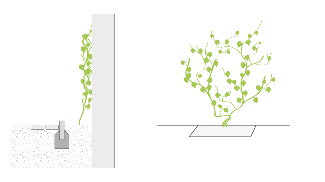 Grafiken einer bodengebundenen Begrünung ohne Kletterhilfe
© GREEN4CITIES