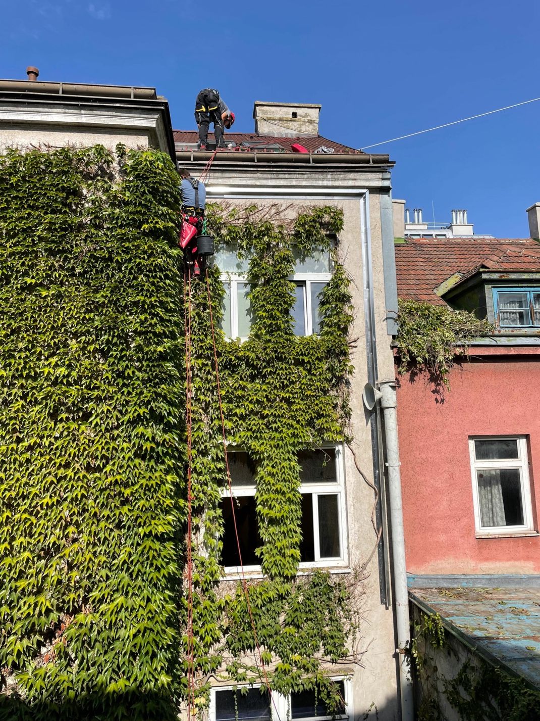 Foto einer bodengebundenen Begrünung mit Wildem Wein ohne Kletterhilfe
(c) Claudia Gundermann