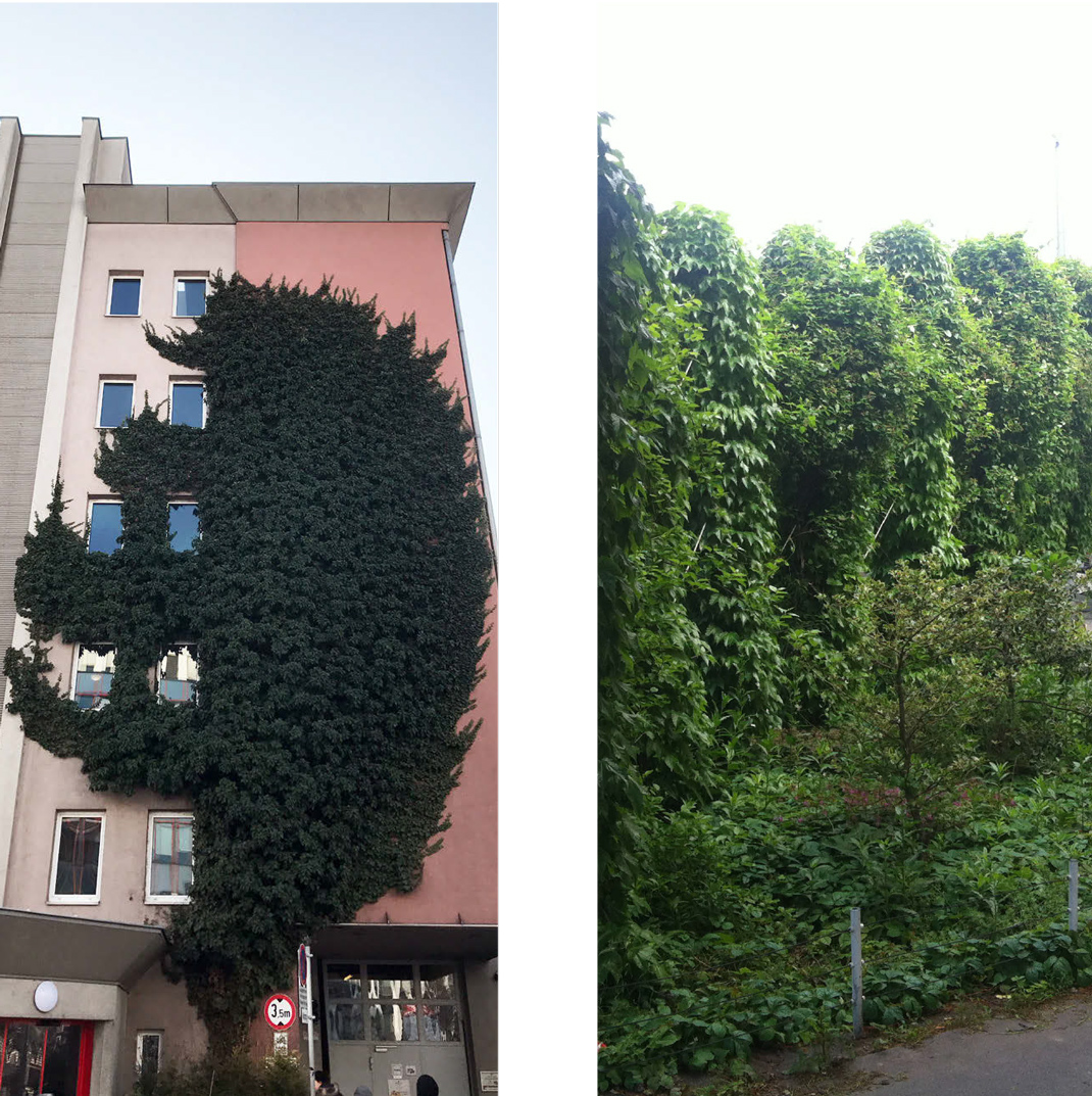 zwei Beispiele für bodengebundene Fassadenbegrünungen ohne Kletterhilfe
© GREEN4CITIES