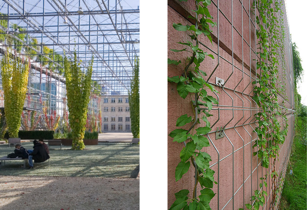 zwei Fotos von bodengebundenen Begrünungen mit starrer flächiger Kletterhilfe
© GREEN4CITIES bzw. LEGI