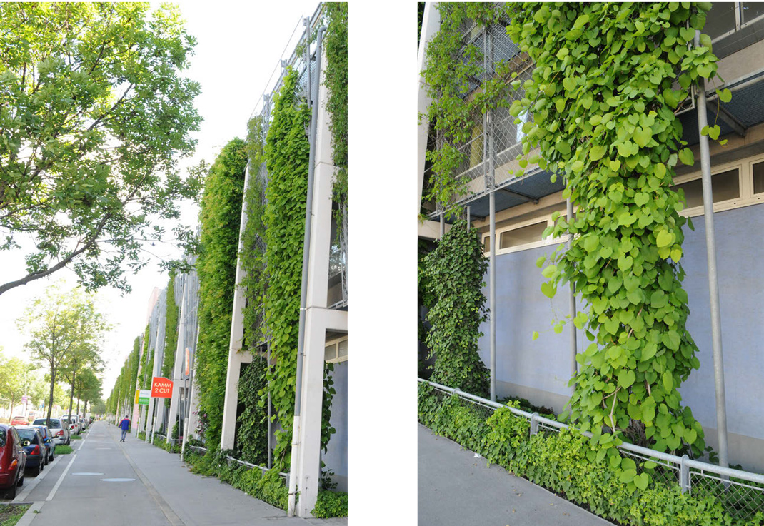 Zwei Fotos einer bodengebundenen Fassadenbegrünung mit flexibler flächiger Kletterhilfe
(c) Stadt Wien - Umweltschutz