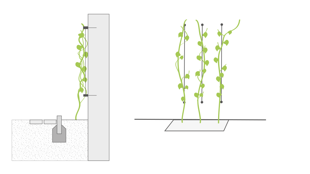 Grafiken einer bodengebundenen Fassadenbegrünung mit flexibler linearer Kletterhilfe
© GREEN4CITIES