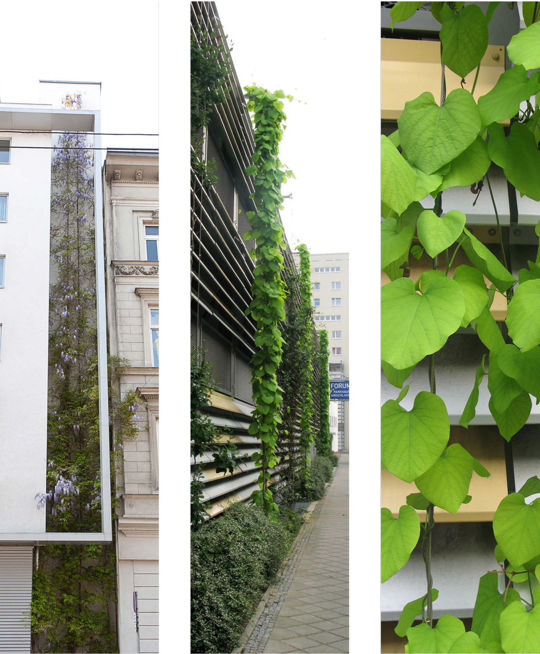 Fotos von bodengebundenen Fassadenbegrünungen mit flexibler linearer Kletterhilfe
(c) Stadt Wien - Umweltschutz
