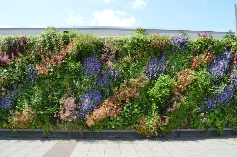 Foto einer fassadengebundenen Fassadenbegrünung mit vollflächigem Vegetationsträger im Baukastensystem
(c) OPTIGRÜN