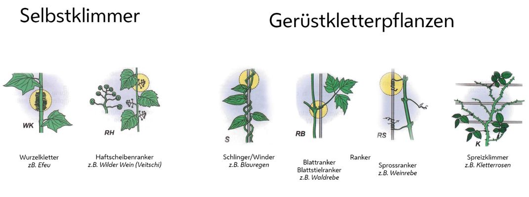 Grafik zur Einteilung der Kletterpflanzen nach Wuchsform (Selbstklimmer und Gerüstkletterpflanzen)
(c) Forschungsgesellschaft Landschaftsentwicklung Landschaftsbau e.V. (FLL), 2020