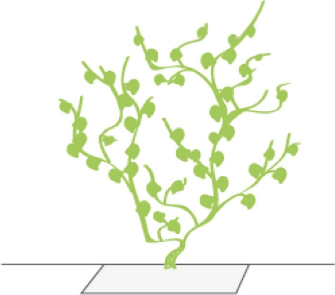 Grafik einer Kletterpflanze ohne Kletterhilfe
© GREEN4CITIES