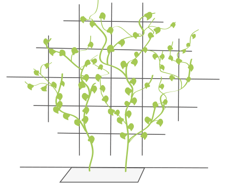 Grafik einer Kletterpflanze mit flächiger Kletterhilfe
© GREEN4CITIES