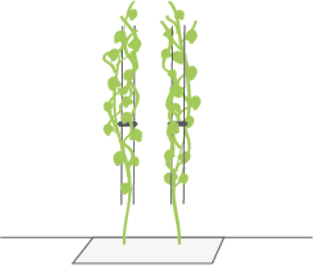 Grafik einer Kletterpflanze mit linearer Kletterhilfe
© GREEN4CITIES