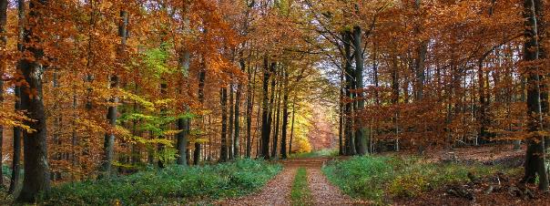 Weg durch lichten herbstlich gefärbten Laubwald