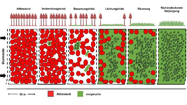 Schematische Darstellung der 5 Phasen des Schirmschlags. Dargestellt wird das Verhältnis von Altbestand und Jungwuchs in jeder Phase.