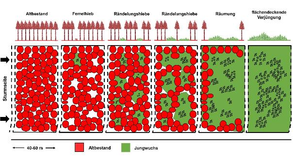 Schematische Darstellung der 5 Phasen des Femelschlags. Dargestellt wird das Verhältnis von Altbestand und Jungwuchs in jeder Phase.