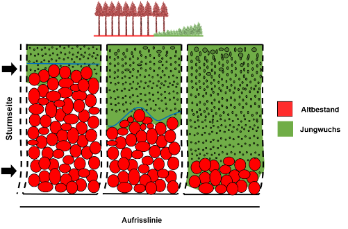 Schematische Darstellung der 3 Phasen des Saumschlags. Dargestellt wird das Verhältnis von Altbestand und Jungwuchs in jeder Phase.