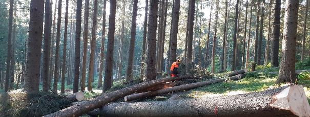 Forstarbeiter im Wald mit gefällten Bäumen