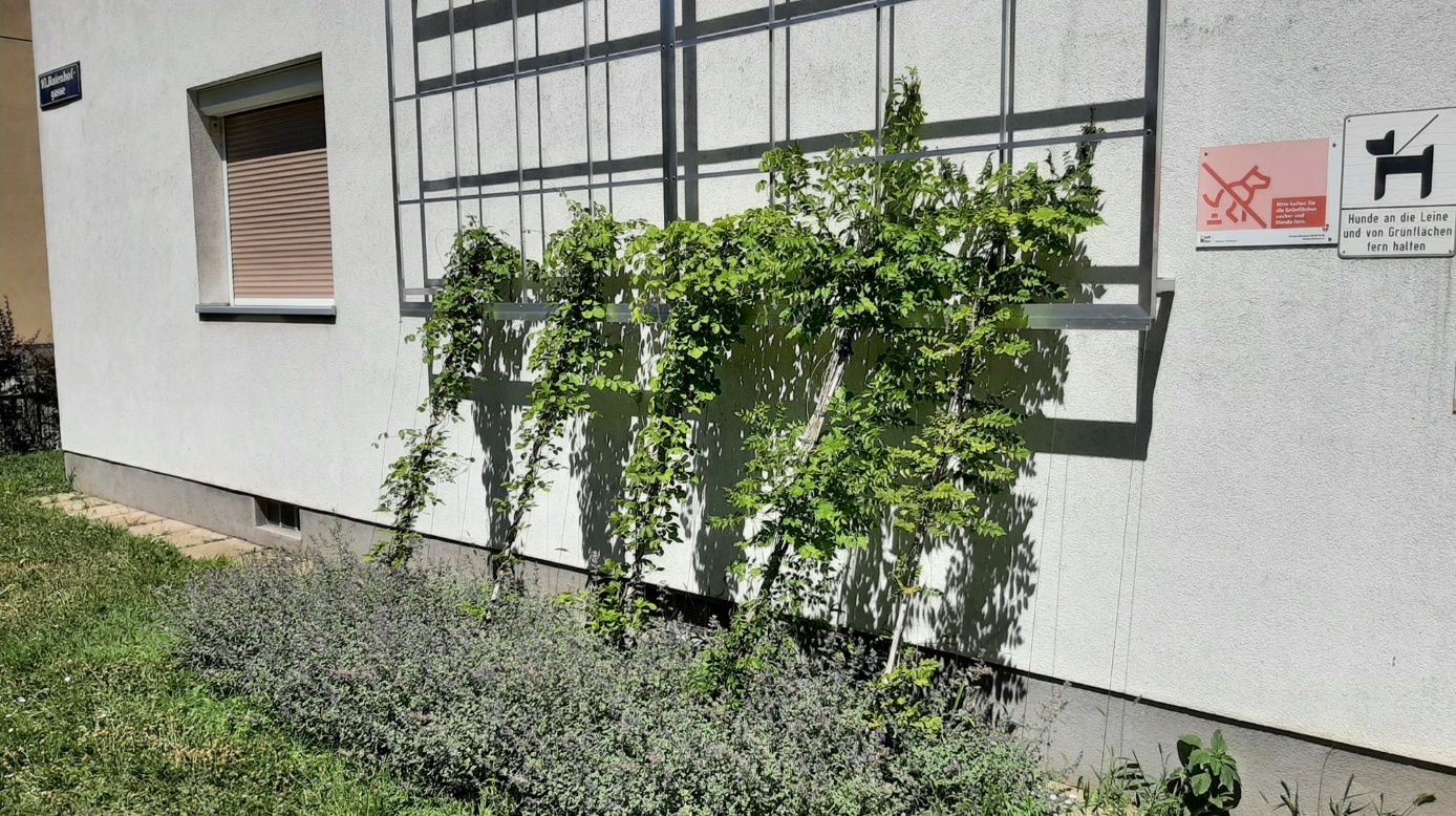 "Buchengrün" façade greening project

Five young, green climbing plants are  growing on a trellis.