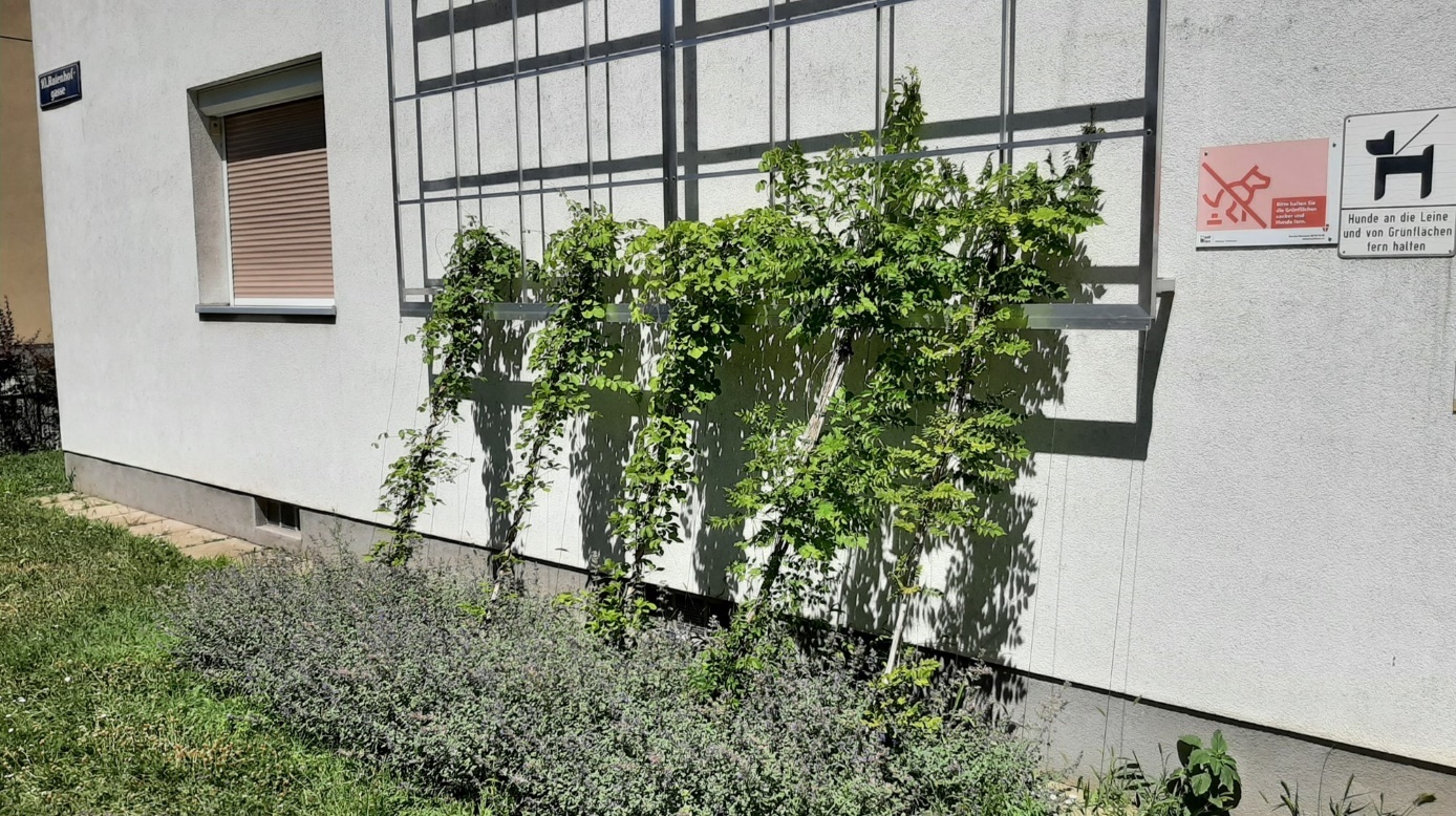 5 junge grüne Kletterpflanzen, die auf ein Rankgerüst wachsen. Copyright Stadt Wien / Bojan Schnabl