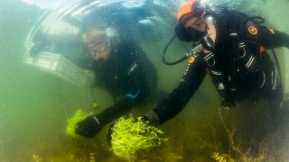 Wasserpflanze aus dem Wasser heraus fotografiert, ber Wasserlinie Steg mit Personen