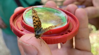 Hand hlt Plastikdeckel mit Wasserschale, Schmetterling sitzt auf Daumen