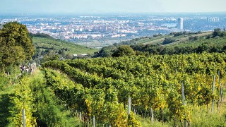 Blick ber Weingarten auf Wien