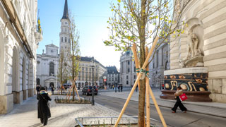 Neue Bume vor dem Michaelerplatz und der Michaelerkirche