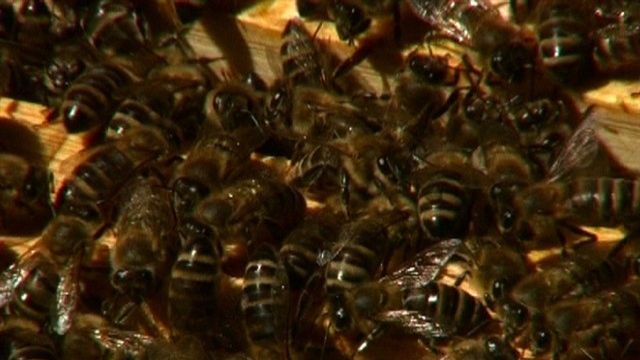 Wo Großstadtbienen zu Hause sind Imkerschule Donaupark