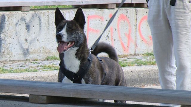 Hunde erziehen, aber gewaltfrei